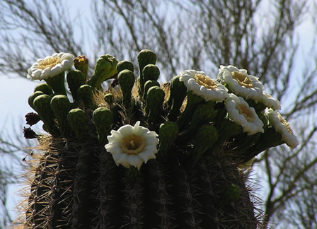 May 30 - Saguaro top in bloom. May 30 - Saguaro top in bloom.